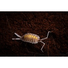 Cochinilla - isopodo - Porcellio bolivari